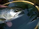 2007-05-10 015.JPG